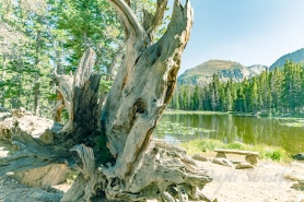 An old tree and bench in front of Nymph Lake at Rocky Mountain National Park on a sunny day